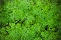 Fresh dill (Anethum graveolens) growing on the vegetable bed Royalty Free Stock Photo