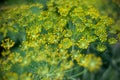 Fresh dill (Anethum graveolens) growing on the vegetable bed Royalty Free Stock Photo