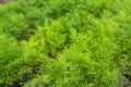 Fresh dill Anethum graveolens growing on the vegetable bed Royalty Free Stock Photo