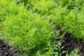 Fresh dill Anethum graveolens growing on the vegetable bed Royalty Free Stock Photo