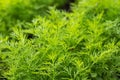 Fresh dill Anethum graveolens growing on the vegetable bed Royalty Free Stock Photo