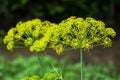 Fresh dill Anethum graveolens growing on the vegetable bed. Annual herb, family Apiaceae Royalty Free Stock Photo