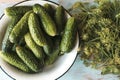 Fresh dill bunch and cucumbers on the table. Royalty Free Stock Photo