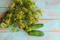 Fresh dill bunch and cucumbers on wooden background. Royalty Free Stock Photo