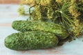 Fresh dill bunch and cucumbers on wooden background. Royalty Free Stock Photo