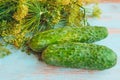 Fresh dill bunch and cucumbers on wooden background. Royalty Free Stock Photo