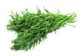 Fresh dill bunch isolated on white background Royalty Free Stock Photo