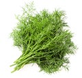 Fresh dill bunch on a white background, isolated. The view from top Royalty Free Stock Photo