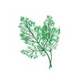 Fresh dill fennel leaf isolated on white. Vector.