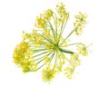 fresh dill flower isolated on white background Royalty Free Stock Photo