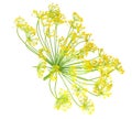 fresh dill flower isolated on white background Royalty Free Stock Photo