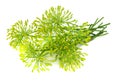 fresh dill flower isolated on white background Royalty Free Stock Photo