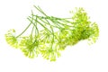 Fresh dill flower isolated on white background Royalty Free Stock Photo