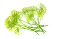 fresh dill flower isolated on white background Royalty Free Stock Photo