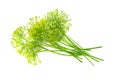 fresh dill flower isolated on white background Royalty Free Stock Photo