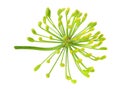 fresh dill flower isolated on white background Royalty Free Stock Photo