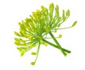 fresh dill flower isolated on white background Royalty Free Stock Photo