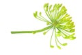 Fresh dill flower isolated on white background Royalty Free Stock Photo