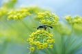 Fresh dill herb Royalty Free Stock Photo