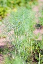 Fresh dill herb .close up. Royalty Free Stock Photo