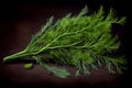 Fresh dill herb. Close up view of aromatic plant. Generative AI Royalty Free Stock Photo