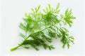 Fresh dill herb. Close up view of aromatic plant on wiite background. Generative AI Royalty Free Stock Photo