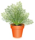 Fresh Dill Herb in a Flower Pot Royalty Free Stock Photo