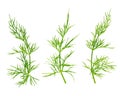 Fresh dill herb isolated on white background