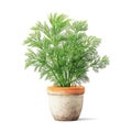 Fresh dill herb in a rustic pot on white background. Royalty Free Stock Photo