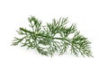 Fresh dill isolated close up