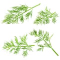 Fresh dill isolated on white Royalty Free Stock Photo