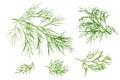 Fresh dill isolated on white background. top view Royalty Free Stock Photo