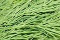 Fresh Dill Macro Royalty Free Stock Photo