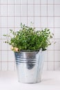 Fresh dill in metal pot Royalty Free Stock Photo