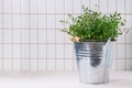 Fresh dill in metal pot Royalty Free Stock Photo