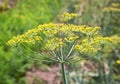 Fresh dill plant