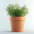 Fresh dill plant in a terracotta pot Royalty Free Stock Photo