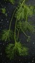 Fresh dill twigs seamless background visible drops of water generative AI Royalty Free Stock Photo