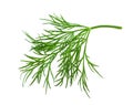 Fresh dill