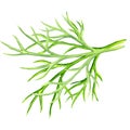 Fresh dill on white background