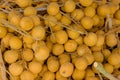 Fresh Dimocarpus longan, commonly known as the longan fruits. Scientific: Euphoria malaiense Sapindaceae Royalty Free Stock Photo