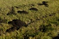 Fresh dirt mounds from pocket gophers tunneling Royalty Free Stock Photo