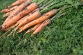 Fresh dirty carrot on green grass