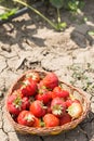 Fresh dirty strawberries in the basket in the strawberry field. Royalty Free Stock Photo