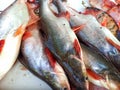 Fresh Display of Catfish for Sale.