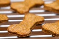 Fresh Dog Biscuits Cooling Royalty Free Stock Photo