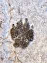 Fresh dog footprint on snow surface top view Royalty Free Stock Photo