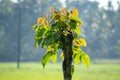 Fresh Donga tree leaves glowing in the early morning sunlight, fresh beginnings