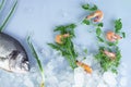 Fresh dorada fish with ice and shrimp on a blue background. Composition of dorada under water Royalty Free Stock Photo