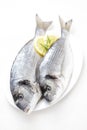 Fresh dorada Royalty Free Stock Photo